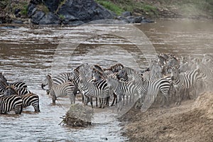 Zebra crossing Mara River in Kenya