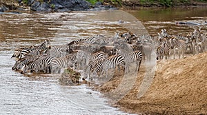 Zebra crossing Mara River in Kenya