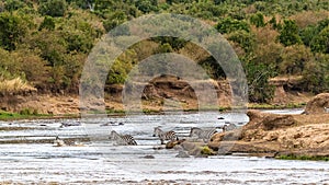 Zebra Crossing Mara River in Kenya Africa