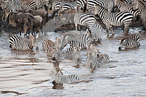 Zebra crossing the Mara river in Kenya, Africa photo