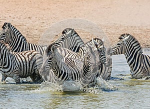 Zebra Crossing A River