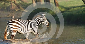 Zebra crossing a river