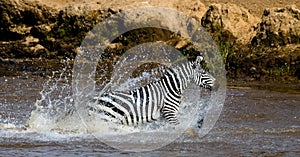 Zebra crossing a river. Kenya. Tanzania. National Park. Serengeti. Maasai Mara.