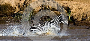 Zebra crossing a river. Kenya. Tanzania. National Park. Serengeti. Maasai Mara.