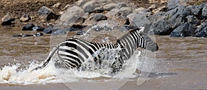 Zebra crossing a river. Kenya. Tanzania. National Park. Serengeti. Maasai Mara.