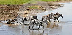 Zebra crossing a river n masai mara