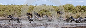 Zebra crossing a river in Serengeti National