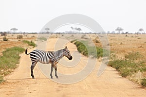 Zebra crossing road in Kenya