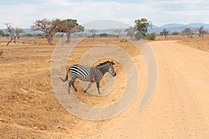 Zebra crossing the road in safari Africa