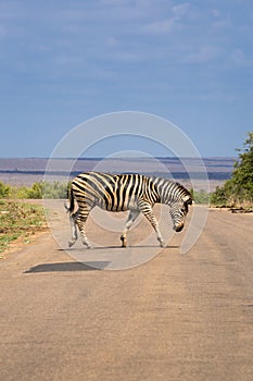 Zebra crossing the Street in Kruger Park, South Africa