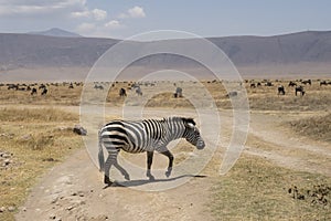 A Zebra Crossing in Tanzania
