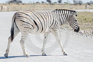 Zebra crossing white gray gravel road in Etosha National Park, Namibia, Southern Africa