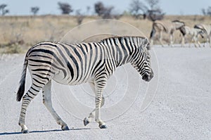 Zebra crossing white gray gravel road in Etosha National Park, Namibia, Southern Africa