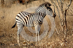 Zebra Cub