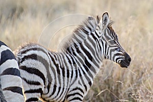 Zebra cub in the savana, Masai Mara, Kenya