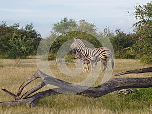 Zebra Cub with Zebra Mother