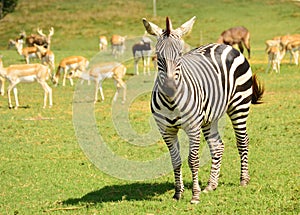 Zebra