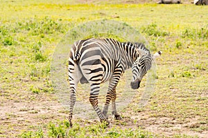 Zebra with cut tail having difficulty chasing flies and mosquito