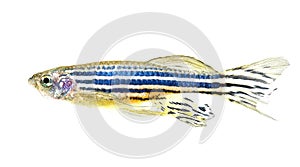 Zebra danio