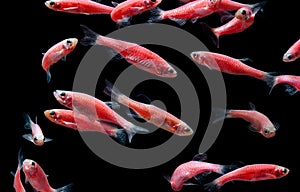 Zebra danio mutation,Zebra fish,Glofish in water aquarium