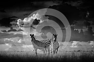 Zebra with dark storm sky. Burchell`s zebra, Equus quagga burchellii, Nxai Pan National Park, Botswana, Africa. Wild animal on th