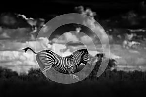 Zebra with dark storm sky. Burchell`s zebra, Equus quagga burchellii, Nxai Pan National Park, Botswana, Africa. Wild animal on th
