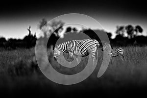 Zebra with dark storm sky. Burchell`s zebra, Equus quagga burchellii, Nxai Pan National Park, Botswana, Africa. Wild animal on th