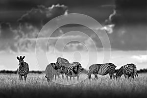 Zebra with dark storm sky. Burchell`s zebra, Equus quagga burchellii, Nxai Pan National Park, Botswana, Africa. Wild animal on th