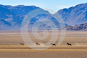 Zebra and Desert Landscape - NamibRand, Namibia