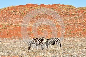 Zebra and Desert Landscape - NamibRand, Namibia