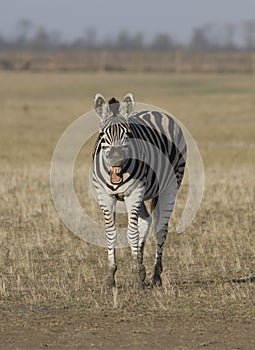Zebra in the desert that laughs.