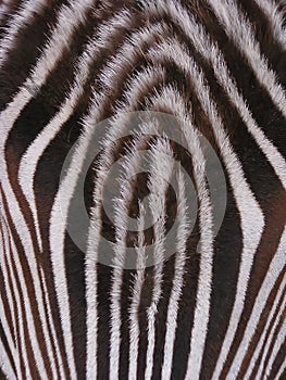 Zebra - detail