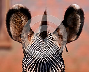 Zebra in detail - texture close up