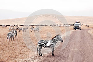 Zebra on dirt road and Safari offroad car in golden grass field in Ngorongoro, Serengeti Tanzania Savanna forest