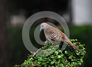 Zebra dove