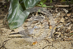 Zebra dove on the beach.