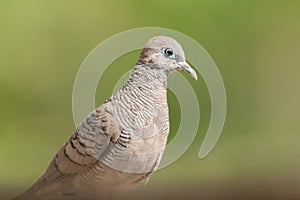 Zebra Dove belongs to the genus Geopelia Striata. photo