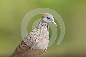 Zebra Dove belongs to the genus Geopelia Striata. photo