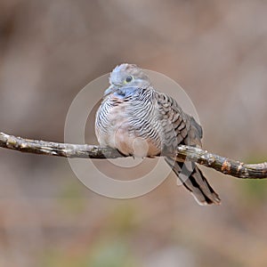 Zebra dove bird