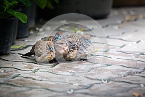 Zebra Dove family together for warmth After rain stopped.