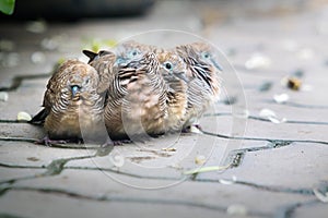 Zebra Dove family together for warmth After rain stopped.