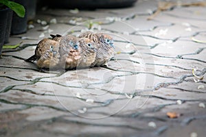 Zebra Dove family together for warmth After rain stopped.