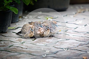 Zebra Dove family together for warmth After rain stopped.