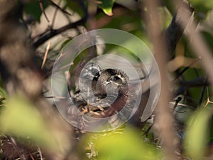 Zebra Dove fledglings in their nest photo