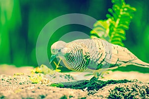 Zebra dove Geopelia striata