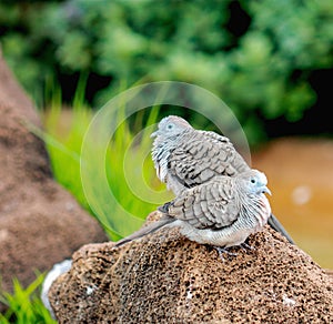 Zebra dove Geopelia striata photo
