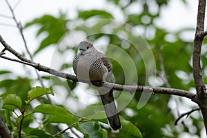 Zebra Dove (Geopelia striata)
