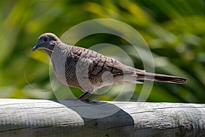 Zebra dove, Geopelia striata, collecting twigs for nest amongst palm leaves, GRSE, Mauritius
