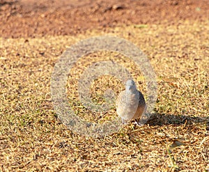 Zebra Dove Geopelia striata Columbidae looking for food to eat happily in front yard.