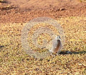 Zebra Dove Geopelia striata Columbidae looking for food to eat happily in front yard.